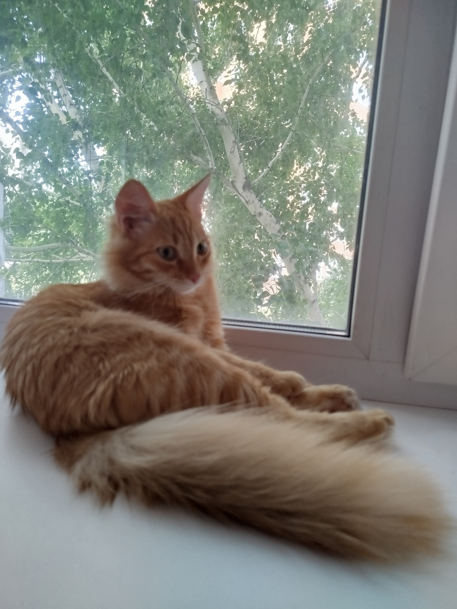 Сильвер. Красавец! В  Симочку мастью вышел, а умом в Барсика)