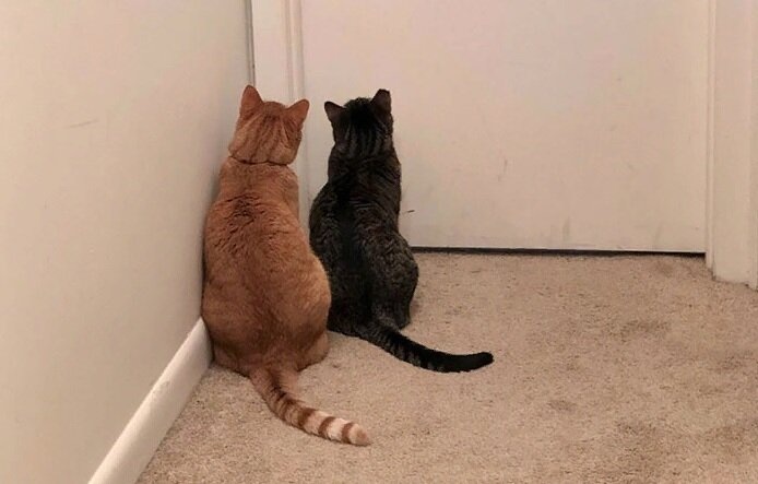 😺«Жду тебя возле двери!» Как кошки узнают, что хозяин вот-вот вернётся домой?