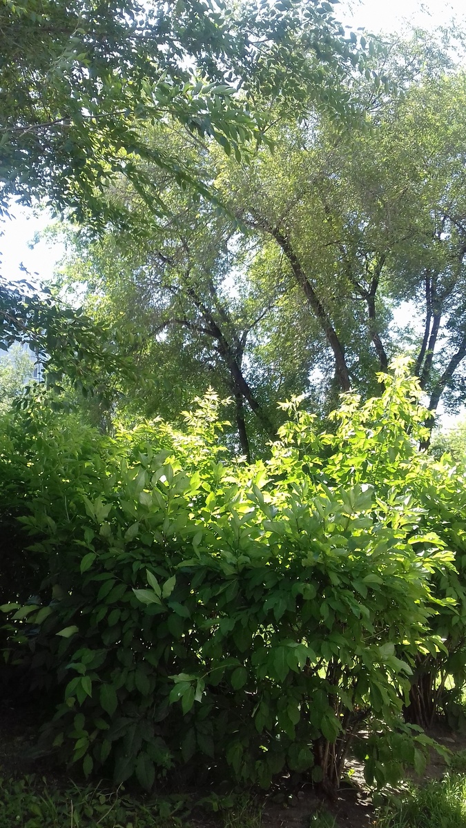 Красноярск сегодня.Фото автора.