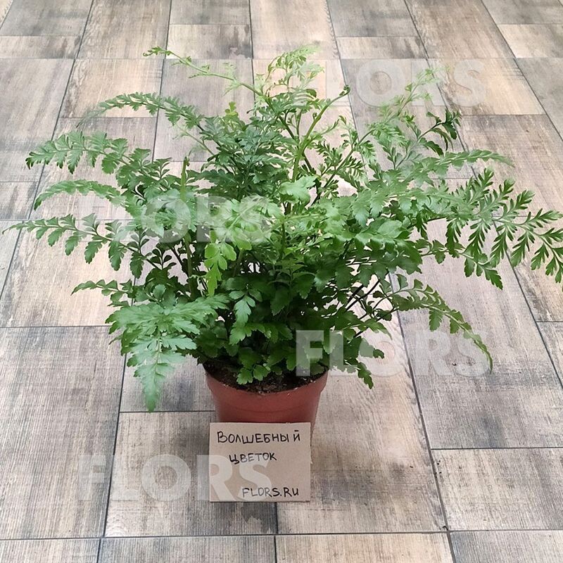 На фотографии папоротник Асплениум Парвати