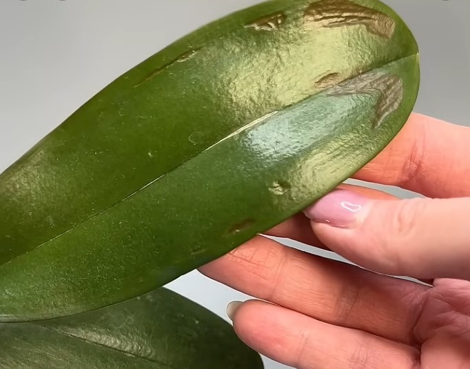 ОРХИДЕЯ не ЛЮБИТ эти 5 ВЕЩЕЙ!