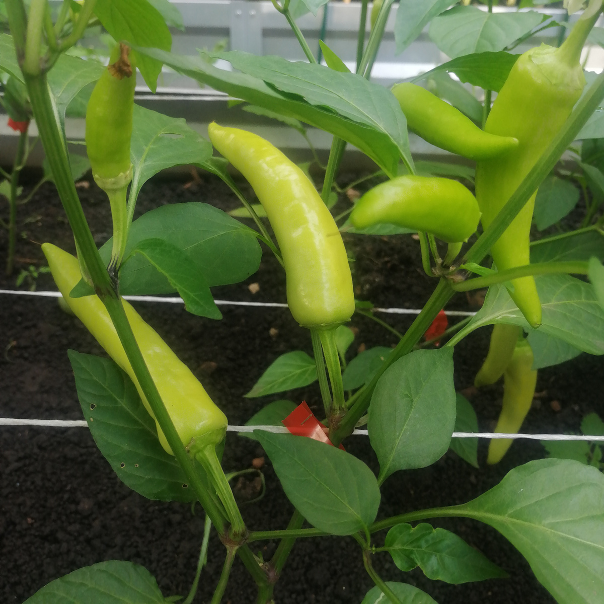 Фото автора. 