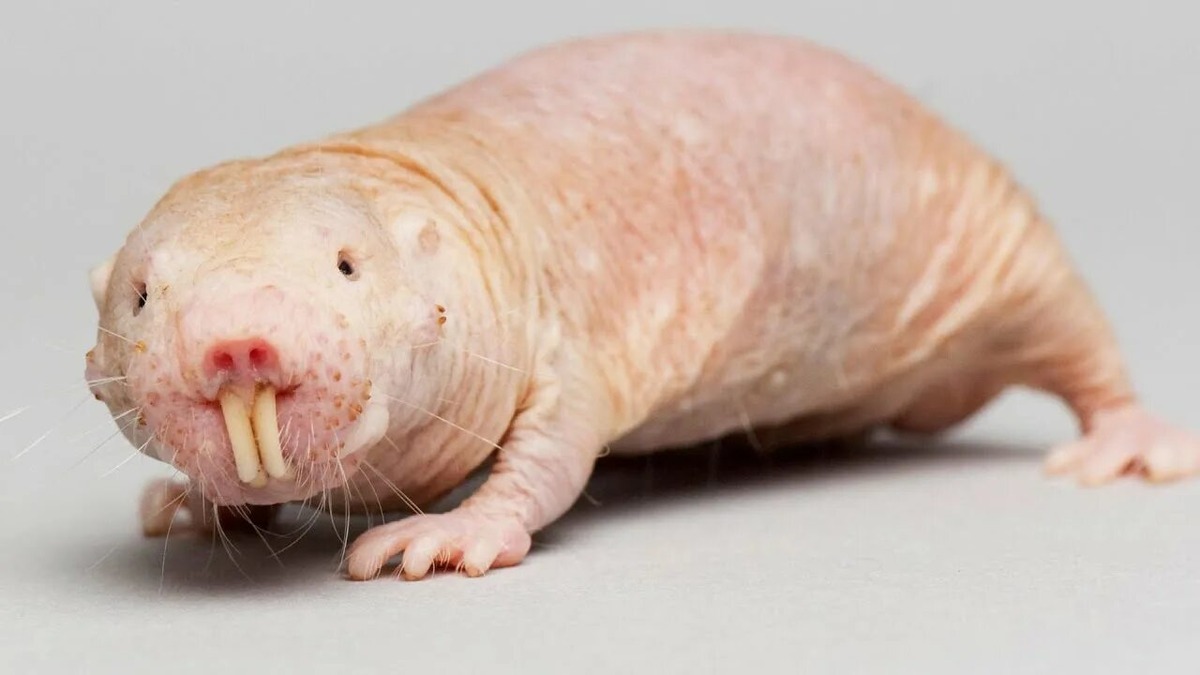 Изображение из интернета