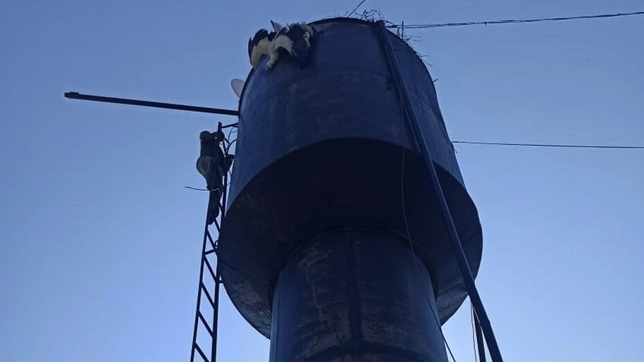     Фото: предоставлено Валентиной СОРОКИНОЙ