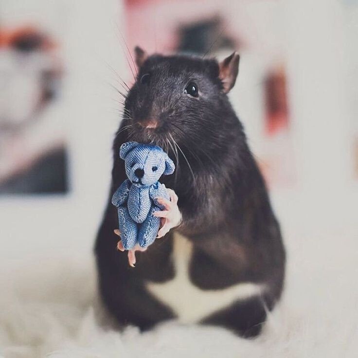 Изображение из интернета