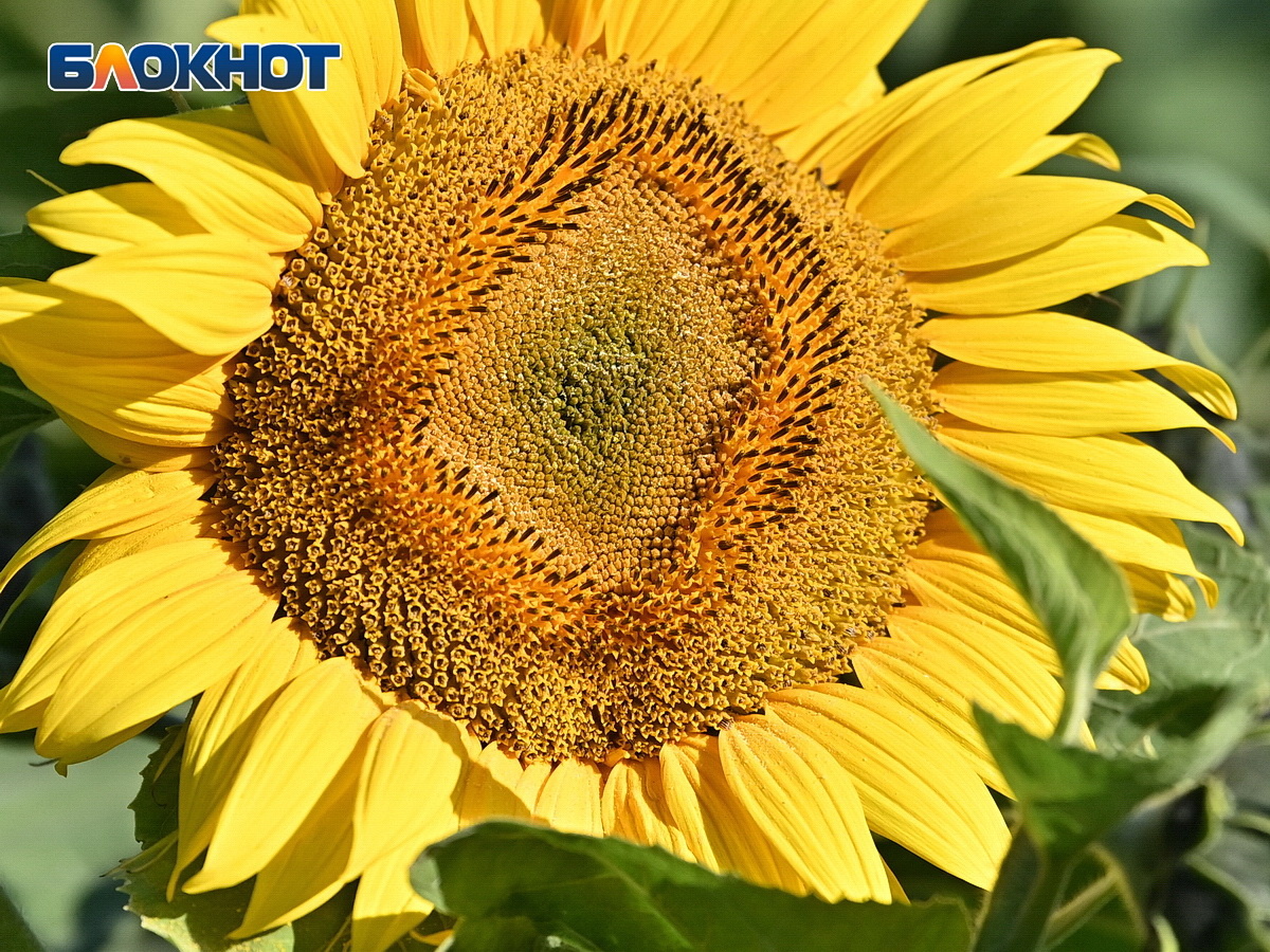 Фото: Игорь Онучин 