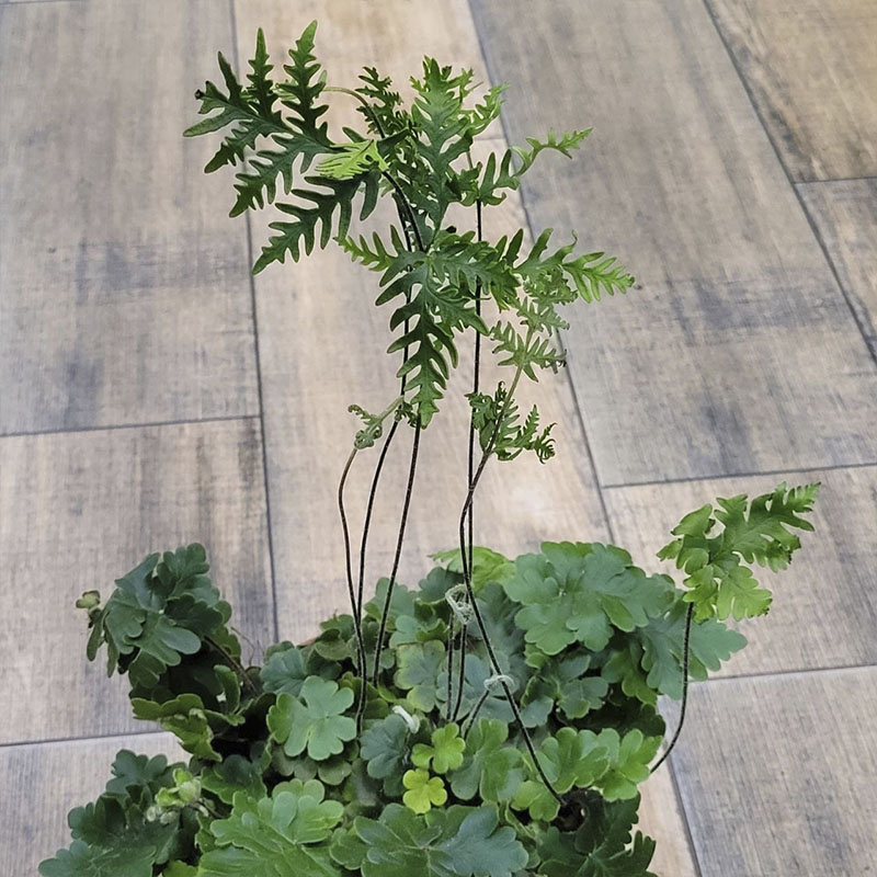 Папоротник Дориоптерис Кордата