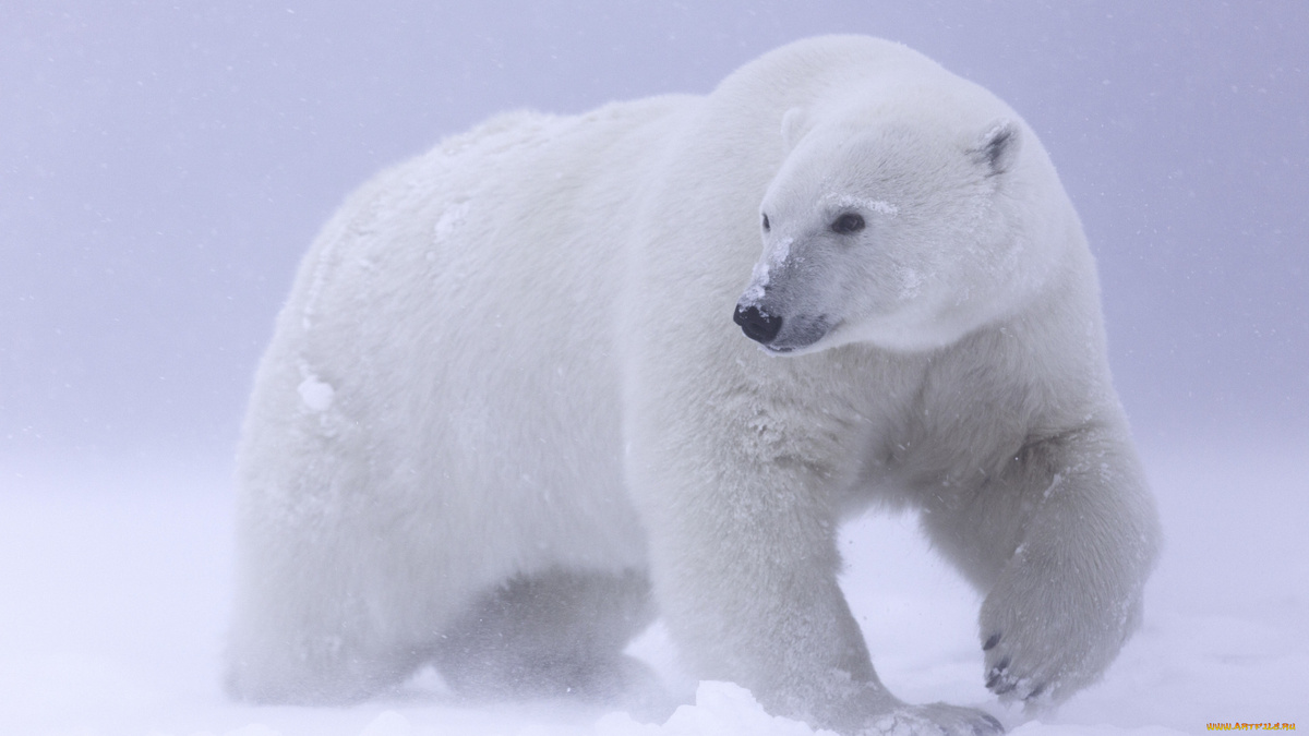 Фото с сайта: https://playbookpro.ru/photo/avtor-beliyy-medved