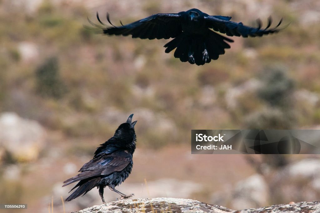 #отцыодиночки #воспитаниесына #мужскаясила #жизньпослепотери #отцовство