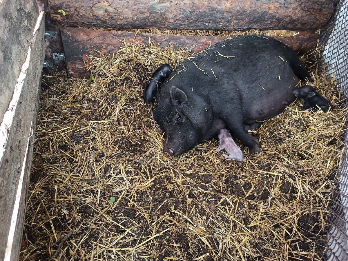 Только начала рожать, буквально несколько минут назад. Хожу, поглядываю.
