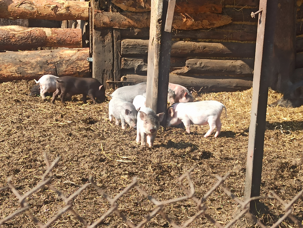 Этим 3 недели. Уже выбегают в общий вольер