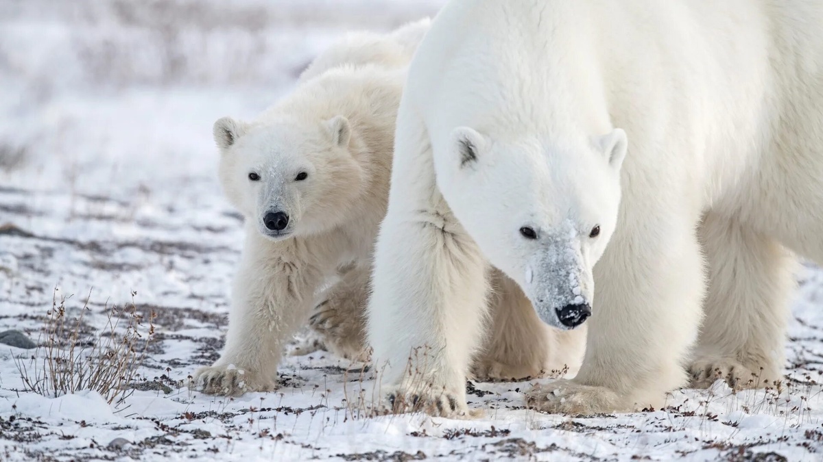 Фото с сайта: https://oboi-na-stol.ru/belyj-medved/