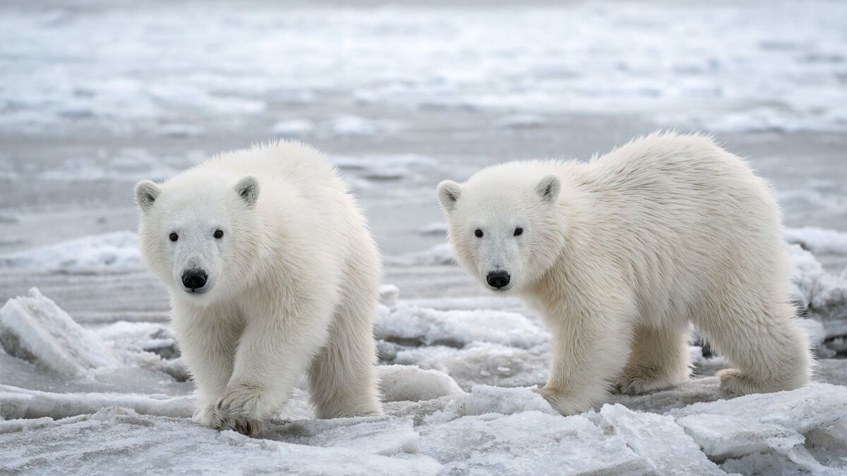 Фото с сайта: https://m.gettywallpapers.com/polar-bear-wallpapers/