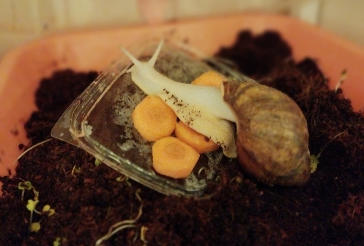 Прорастает горчица. Мое фото.