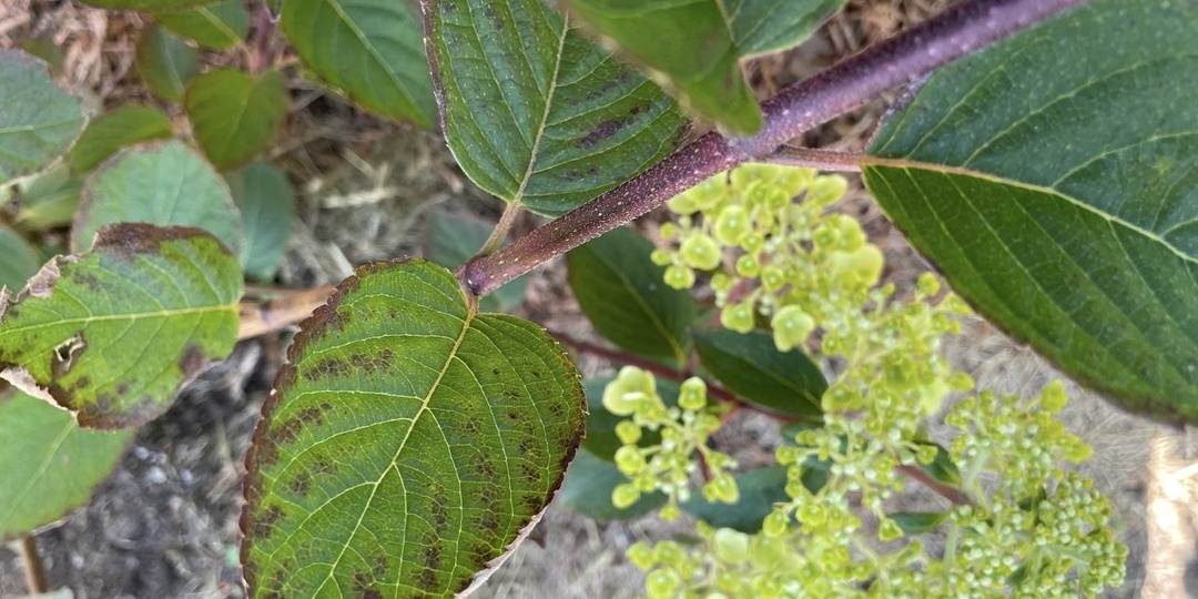 Сохнет каемка листа у гортензий – пора принимать срочные меры