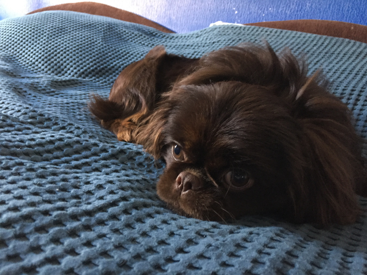 Кузя. Тут ему 9 месяцев.