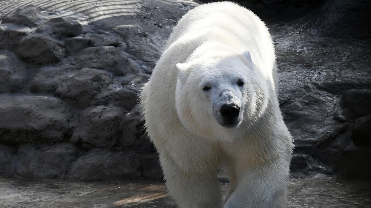 Фото с сайта: https://ria.ru/20221024/medved-1826175500