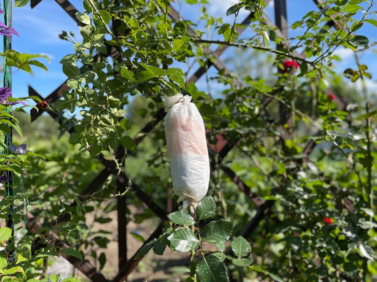 Укореняем ветку прямо на кусте. Фото автора