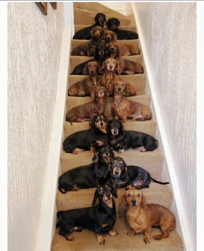 Такую лестницу я одобряю