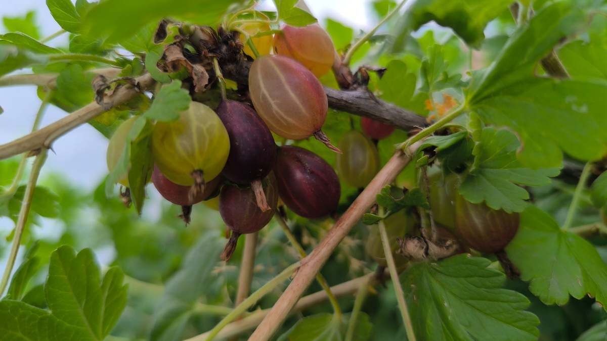 Только начинающий спеть крыжовник неделю назад.