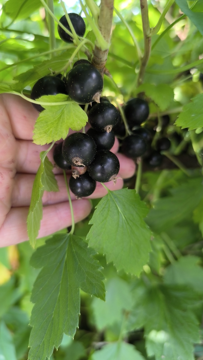 Неизвестный сорт доставшийся нам с дачей.