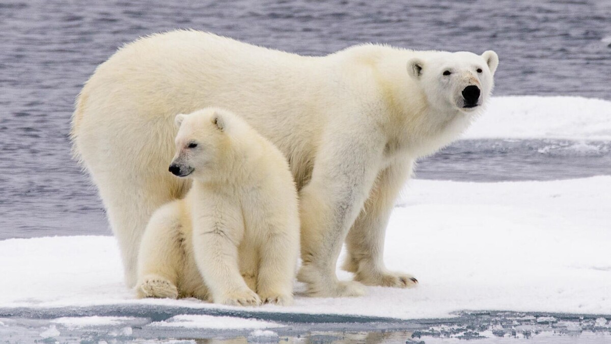 Фото с сайта: https://telegra.ph/Fotografii-Belogo-Medvedya-12-20