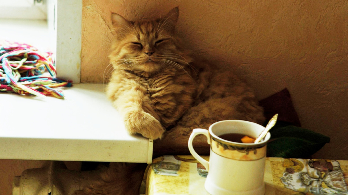 Утренние бдения в обществе хозяина многому могут научить! ЕЩЕ фото --->>