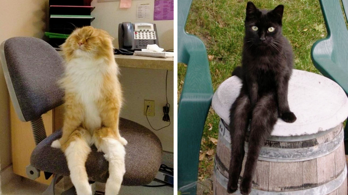 Не коты, а комики! Как еще можно назвать такие "коленца" от питомцев?!