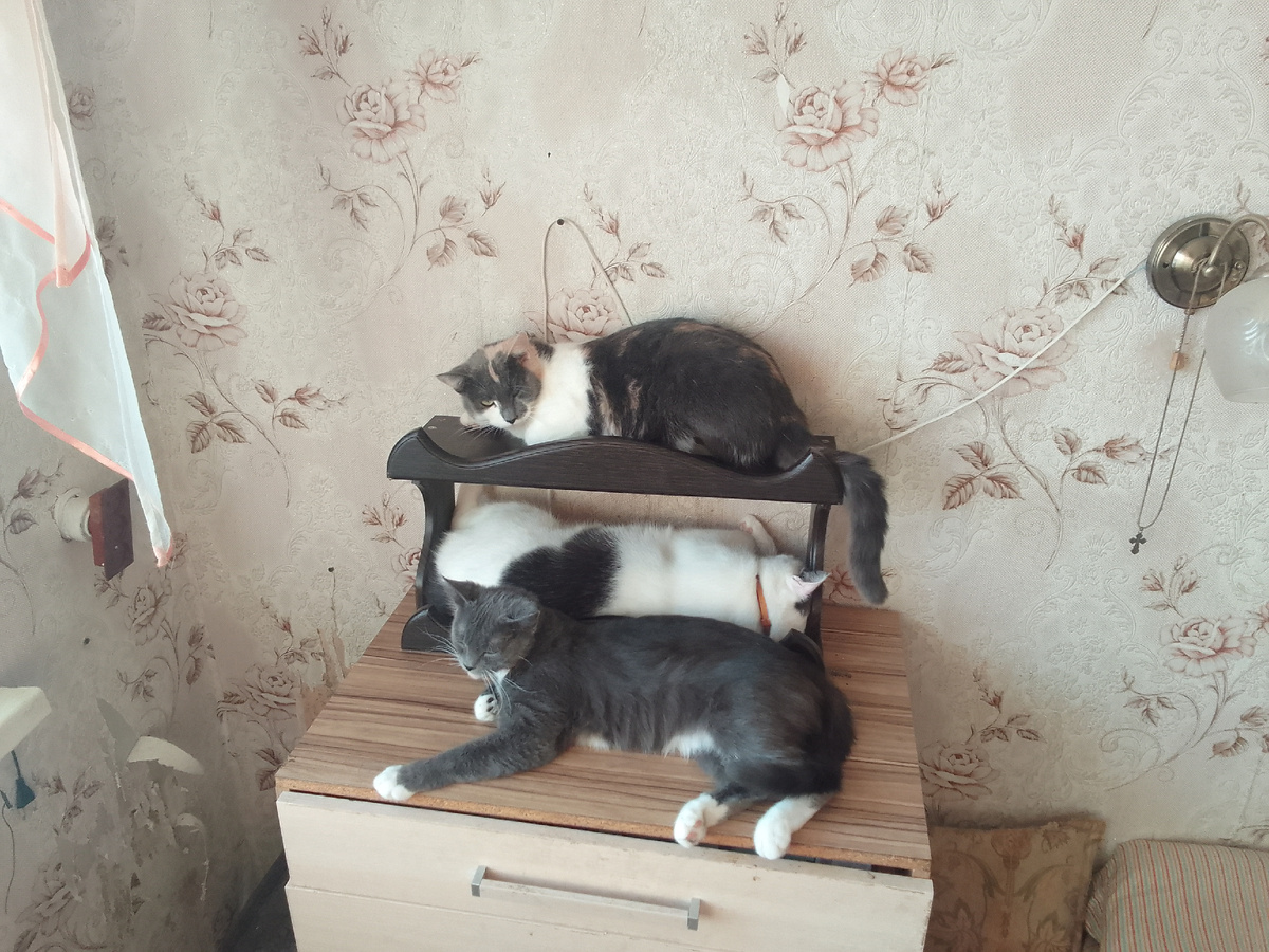 Мышуля и ее детки: Кныш и Бусинка 