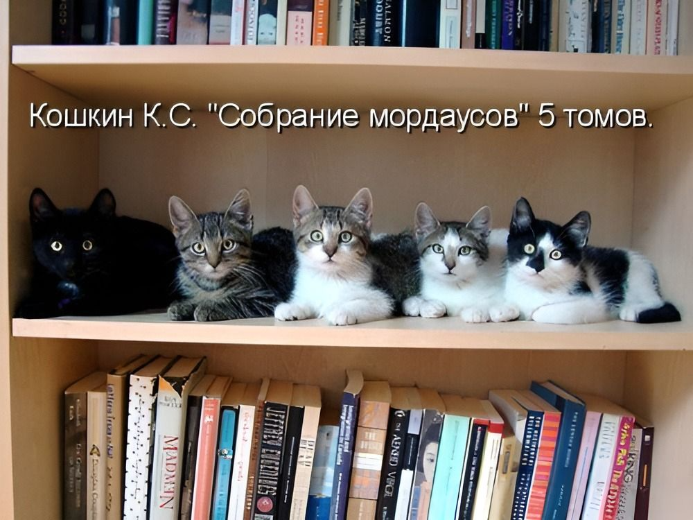 Источник: kotomatricy