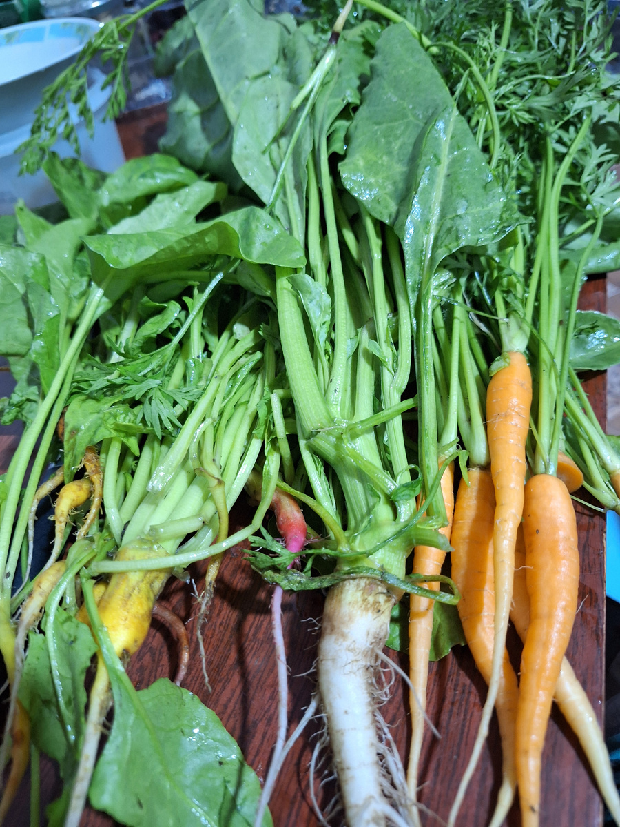 Белый корень-это монгольд