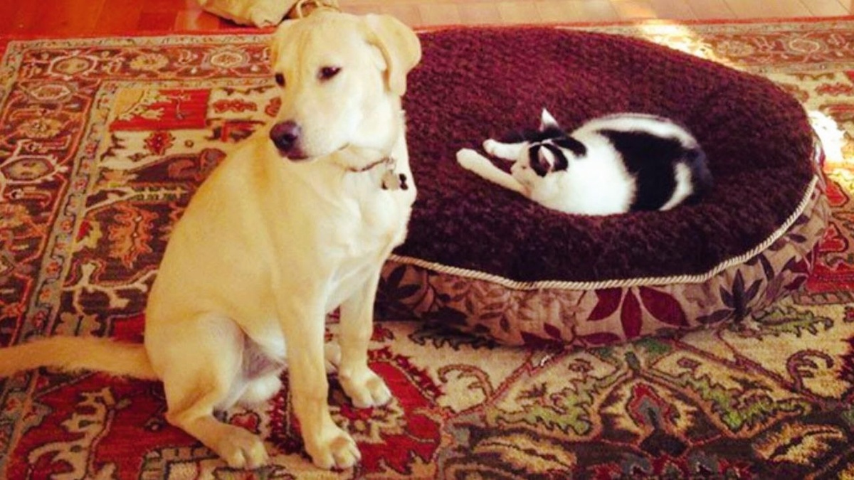 Мам, пап, ну чего он опять!