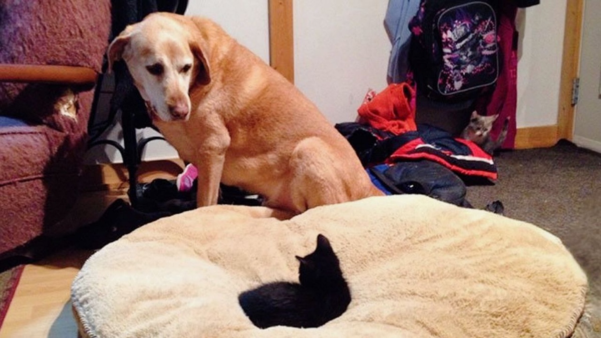 Я просто тестирую новую лежанку на комфортабельность. Потом еще спасибо мне скажешь😺