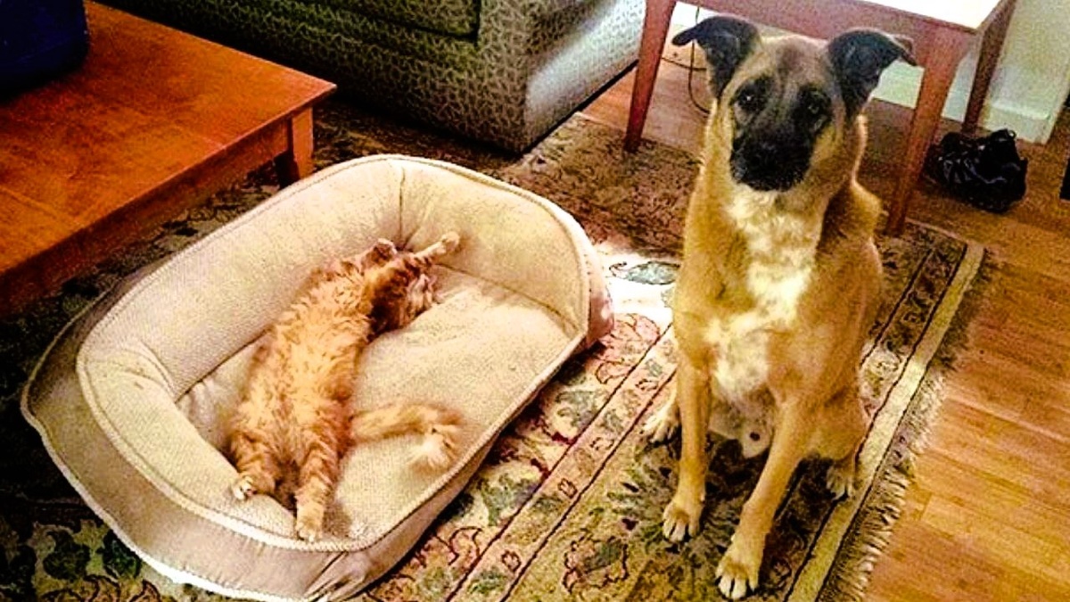 Мам, пап, ну чего он опять!