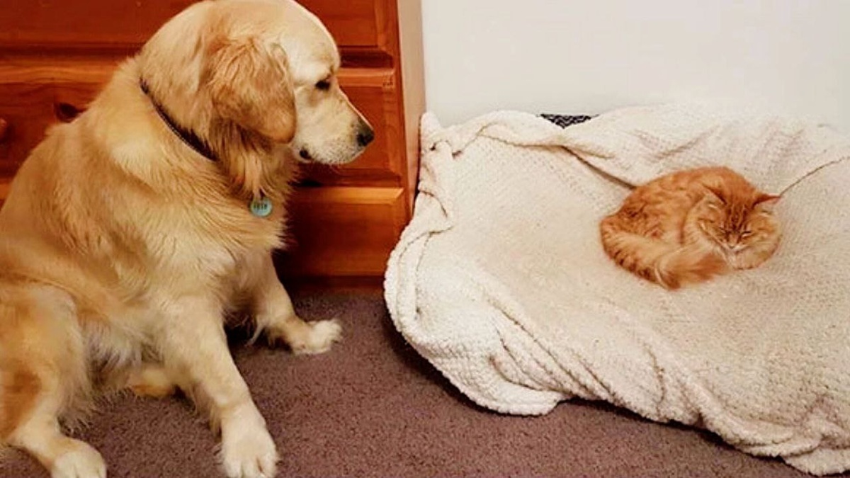 Было ваше - стало наше!