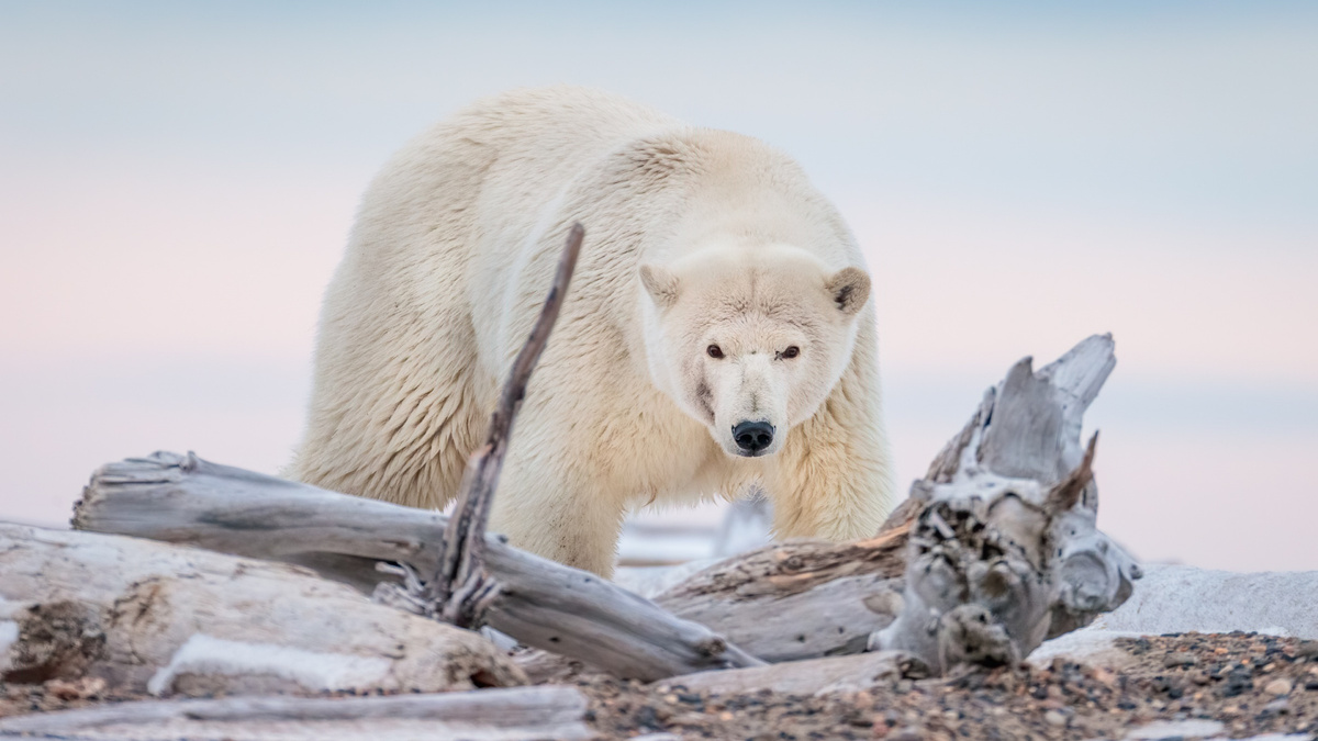 Фото с сайта: https://en.free-wallpapers.su/img122487.htm