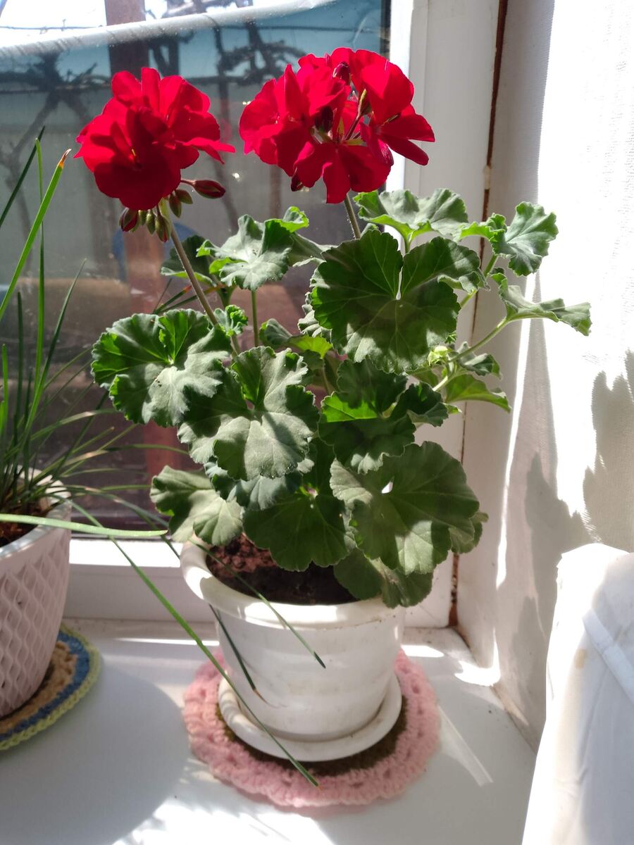 Цветы требуют ухода. Фото автора. 