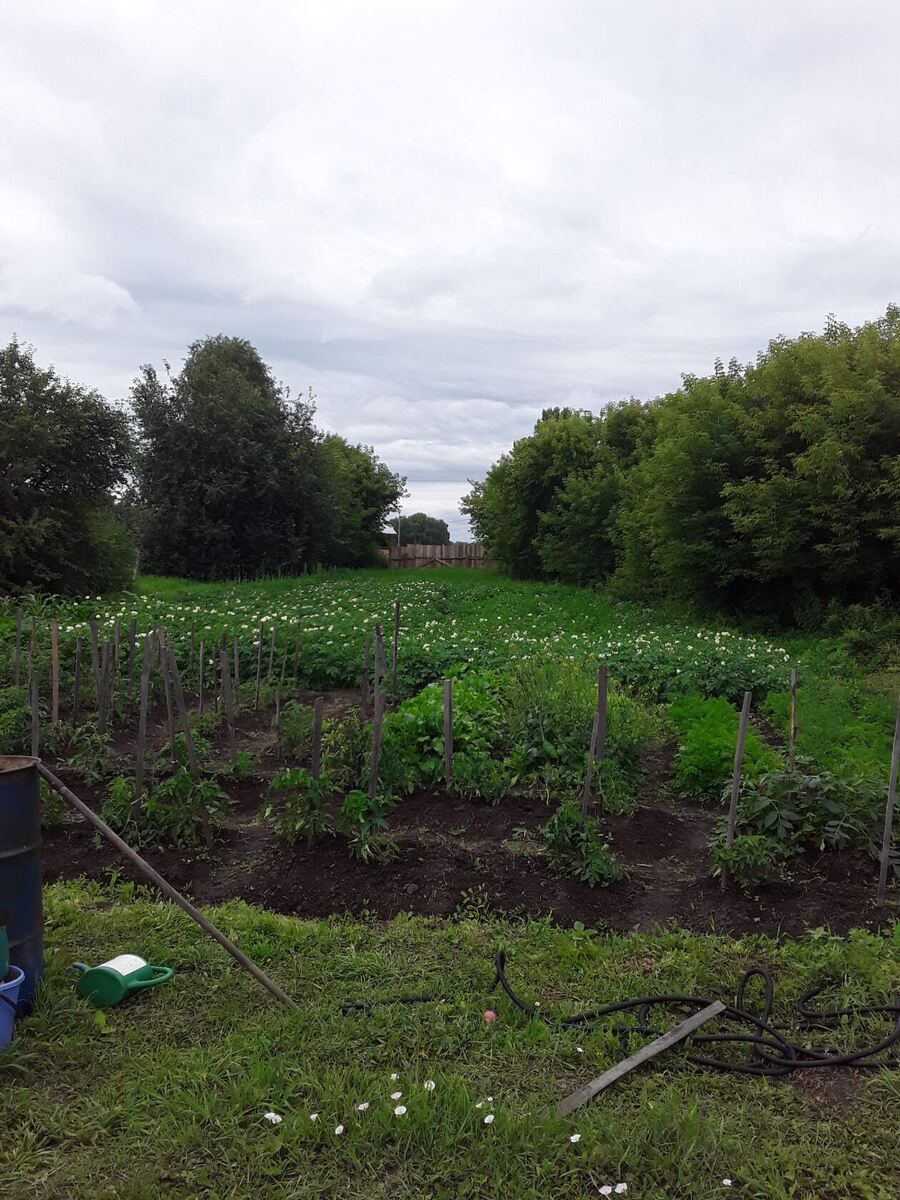 Мой огород. Фото автора