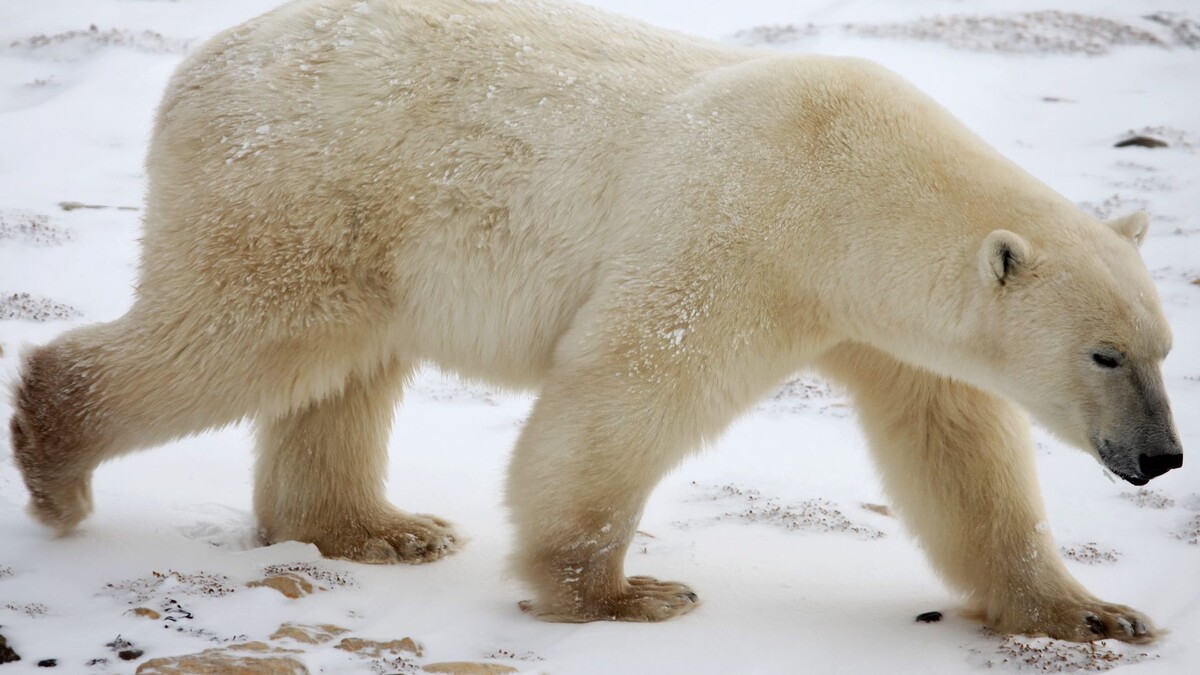 Фото с сайта: https://wallpaperscraft.com/download/polar_bear_snow_winter_78174/1920x1080