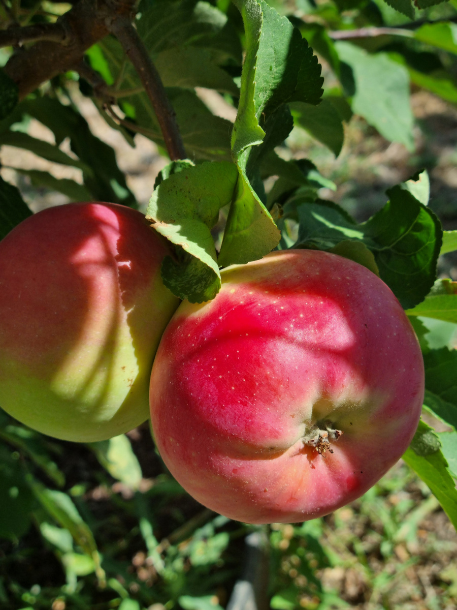 Яндык в моем саду. Фото: Зеленая леди, сад, семья и томатный сок 