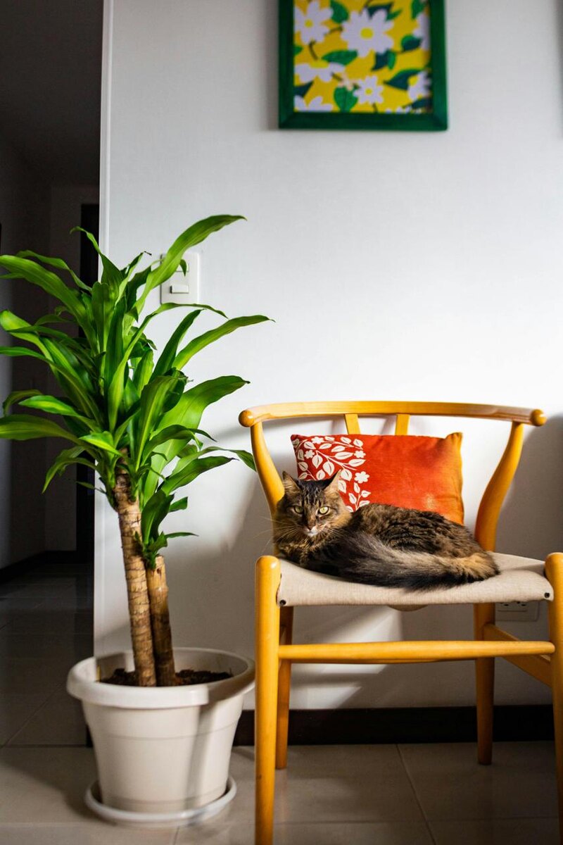 Фотограф: Jardín  De Neko : https://www.pexels.com/ru-ru/photo/19289402/