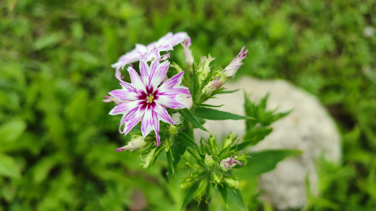 Мои цветочки