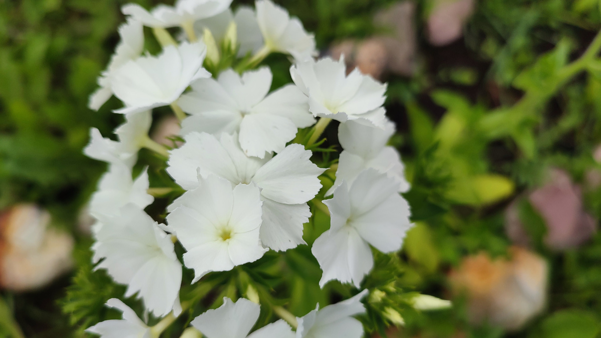 Мои цветочки