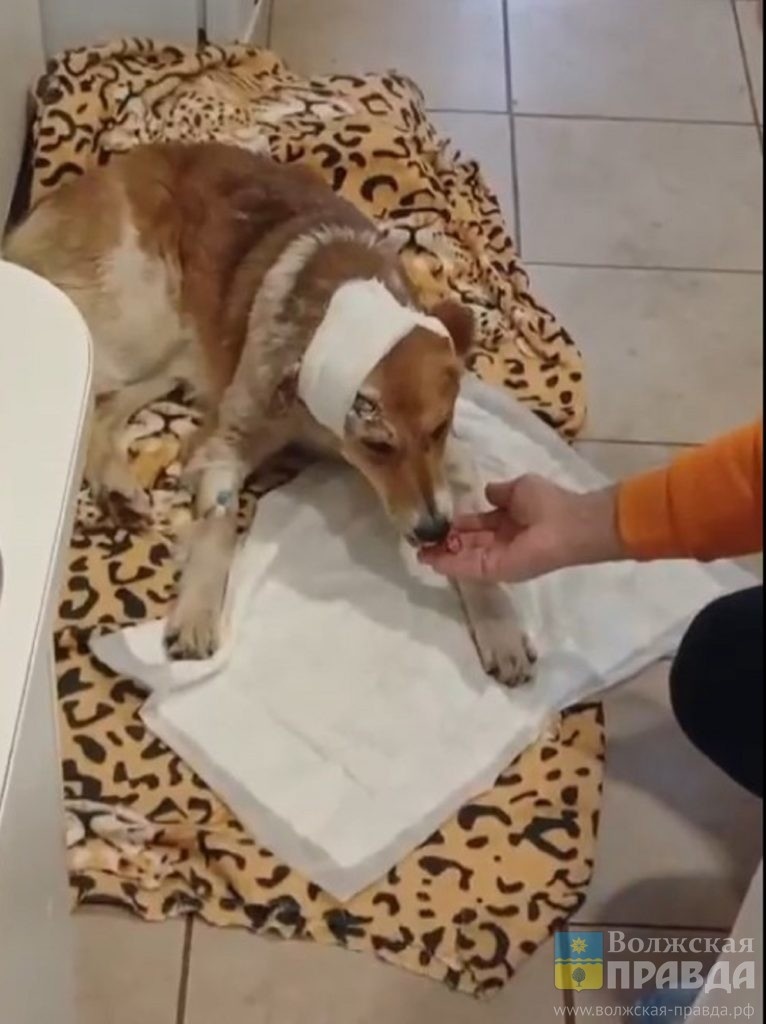 Фото ВК-сообщества «Animal Plenet»📷    Уголовное дело по расстрелу дворняги Лесси не закрыто и расследуется
