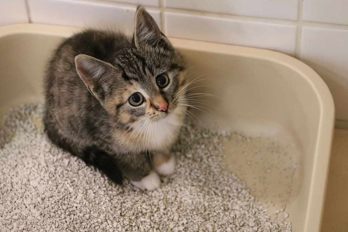 Котёнок в лотке 