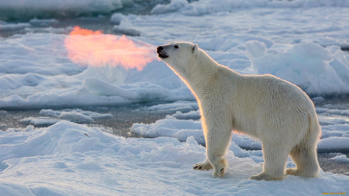 Фото с сайта: https://artfile.me/download/zhivotnye-medvedi-polynya-led-polyarnyj--1097215/
