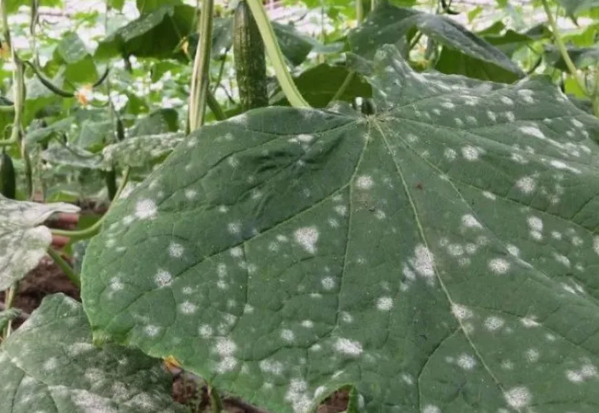 Источник фото: pinterest.com