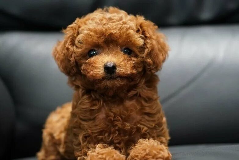 Изображение из интернета