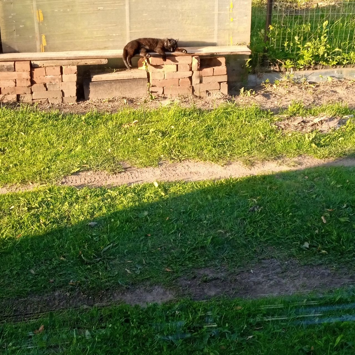 Я на солнышке лежууу и за ними все гляжууу