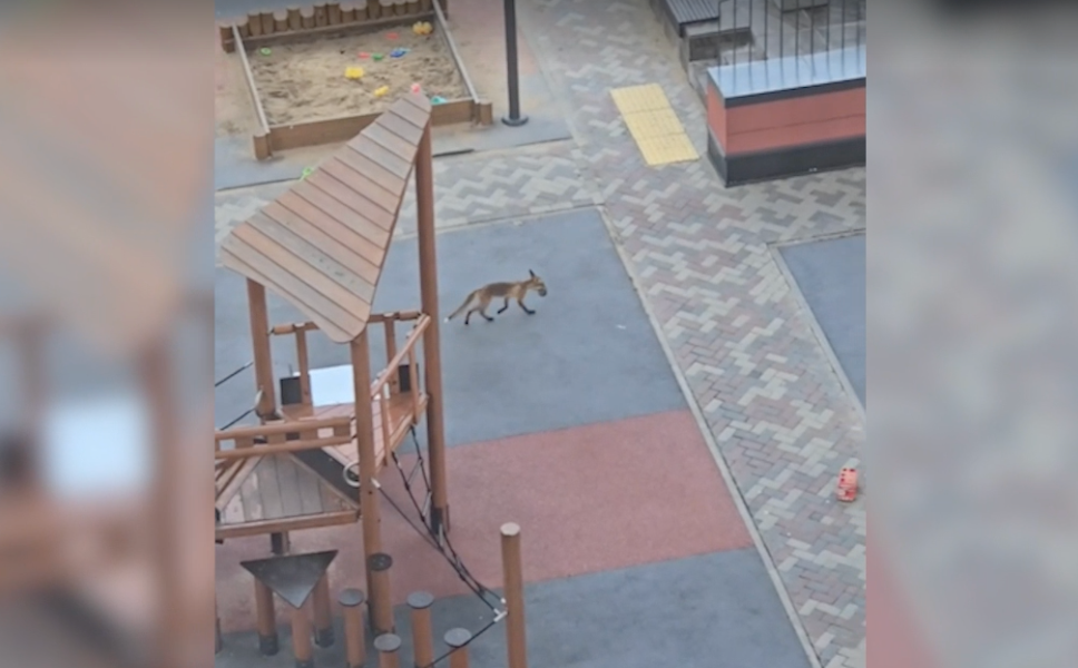     / Источник: ©кадр из видео